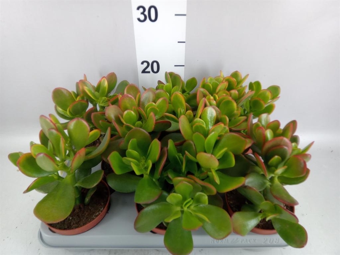 <h4>Crassula ovata 'Sunset'</h4>