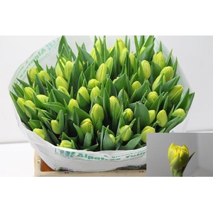 TU DU DOUBLE TROUBLE