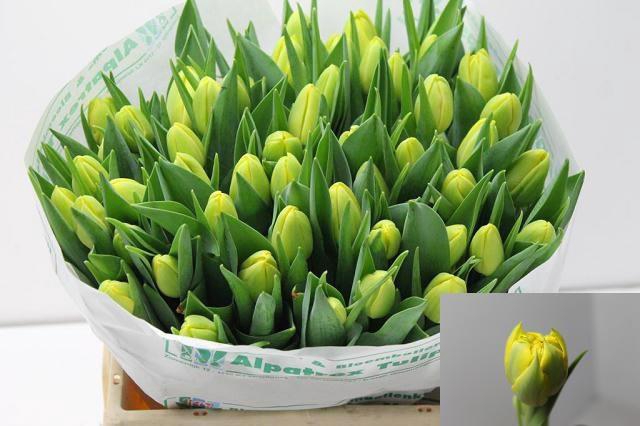 <h4>TU DU DOUBLE TROUBLE</h4>