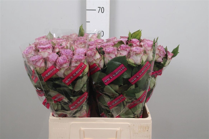 <h4>R Gr Dolcetto!</h4>