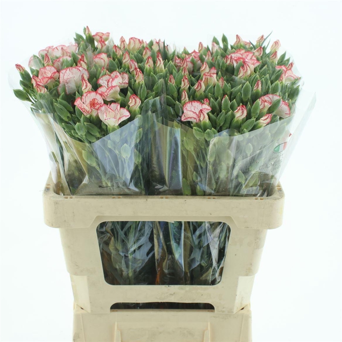 <h4>Di Tr Simply Strike Extra</h4>