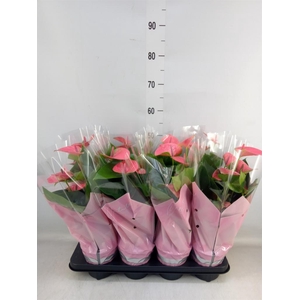 Anthurium andr. 'Sweet Dream'