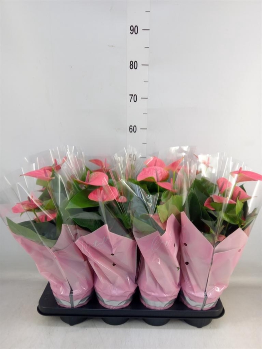 <h4>Anthurium andr. 'Sweet Dream'</h4>