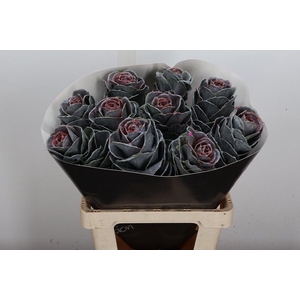 Brassica Wx (ex) Classic Silverado