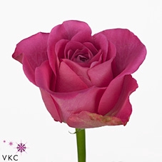 <h4>Rosa large h3o</h4>