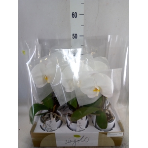 Phalaenopsis   ...white