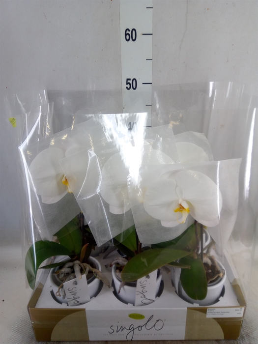 <h4>Phalaenopsis   ...white</h4>