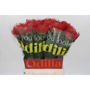 Nutans Ayoba Red