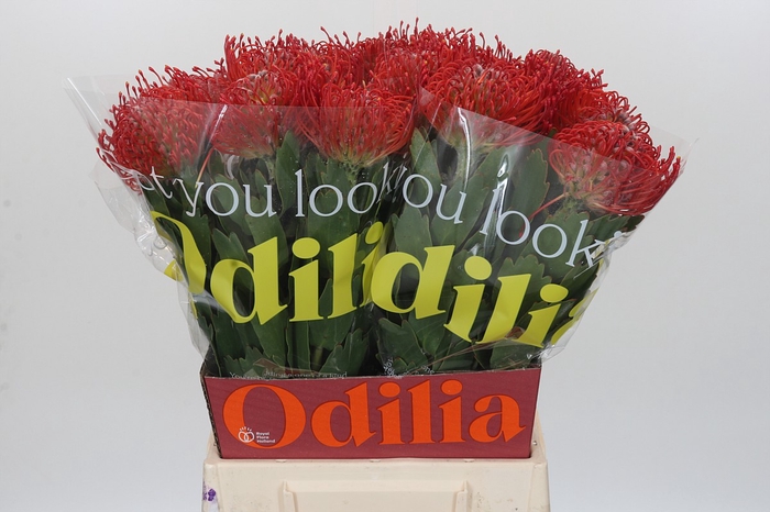 <h4>Nutans Ayoba Red</h4>