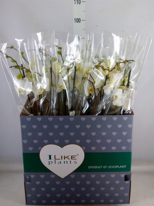 <h4>Phalaenopsis   ...white</h4>