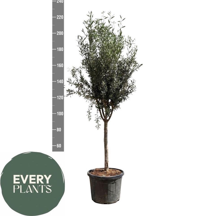 <h4>OLEA EUROPAEA</h4>