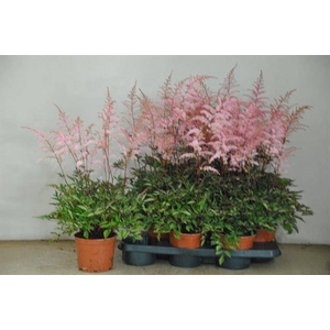 .Astilbe pink