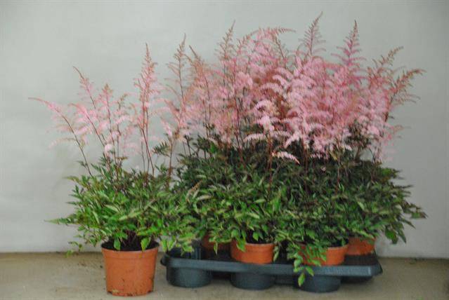 <h4>.Astilbe pink</h4>