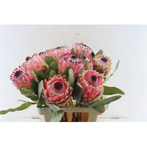 Protea Magnifica
