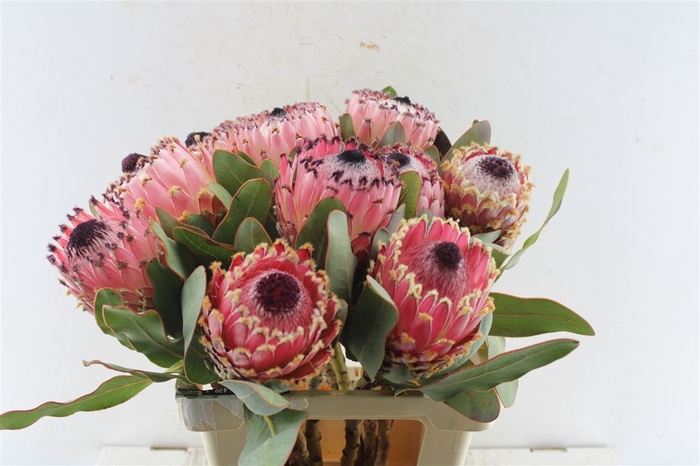 <h4>Protea Magnifica</h4>