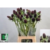 Rudbeckia Bl Nipple