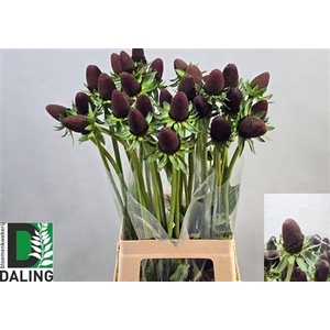 Rudbeckia Black Nipple