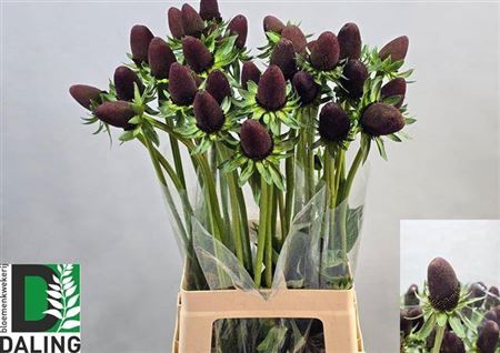 <h4>Rudbeckia Black Nipple</h4>
