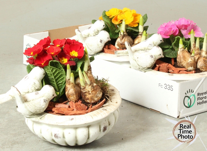 <h4>ARR TUINPLANTEN</h4>