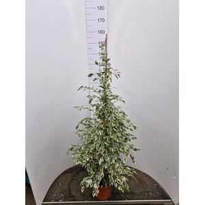 Ficus Twilight 20Ø 150cm