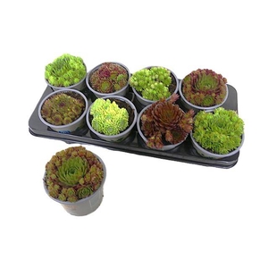 SEMPERVIVUM MIX P13