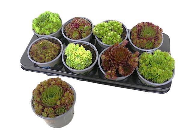 <h4>SEMPERVIVUM MIX P13</h4>