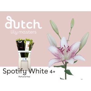 LI LA SPOTIFY WHITE% 4+