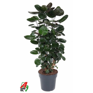 Polyscias Fabian Vertakt