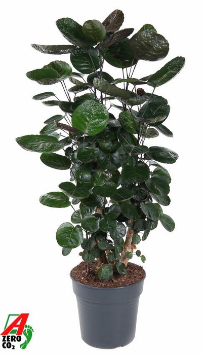 <h4>Polyscias Fabian Vertakt</h4>