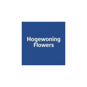 Cham Un Dancing Queen