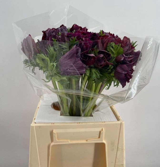 <h4>ANEM SUP BLACK</h4>