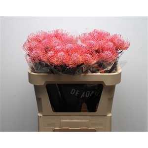 Leuco Klbh New Rose
