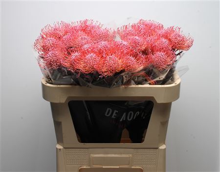 <h4>Leuco Klbh New Rose</h4>