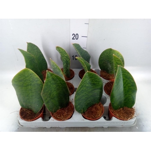 Sansevieria grandis