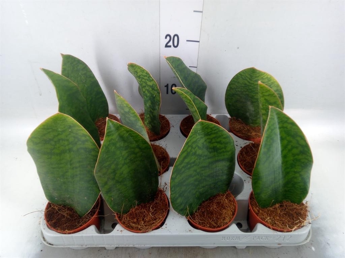 <h4>Sansevieria grandis</h4>