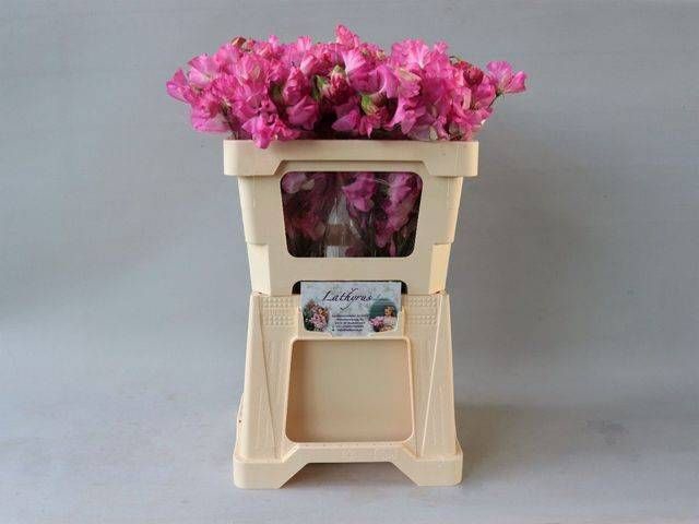 <h4>LATHYR WI SUNS ROSE</h4>