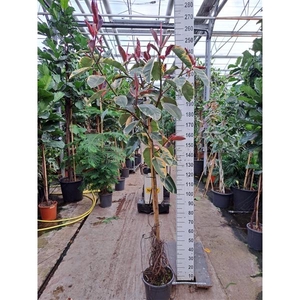 Ficus Elastica Belize vertakte stam 250