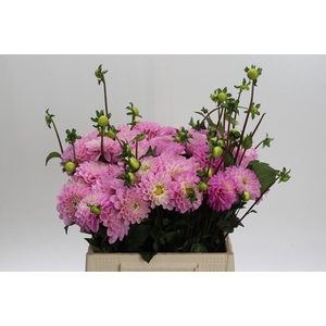 Dahlia Wizard of Oz