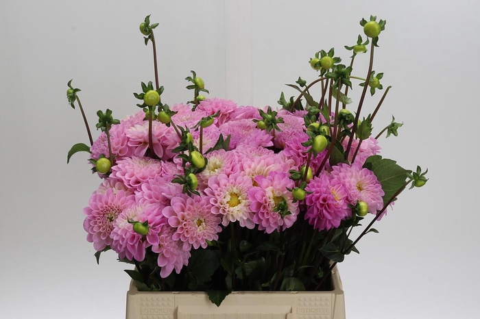 <h4>Dahlia Wizard of Oz</h4>