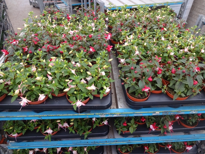 <h4>FUCHSIA MIXK</h4>