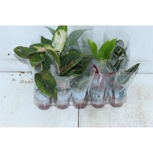 PLANTA ORNAMENTAL P06 VARIADO