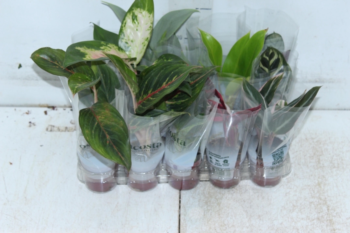 <h4>PLANTA ORNAMENTAL P06 VARIADO</h4>