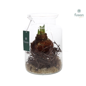 Glazen melkbus met Amaryllis D17