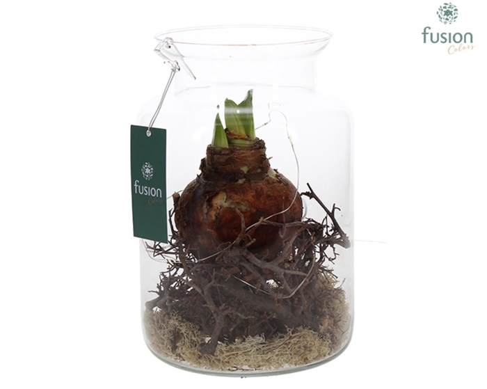 <h4>Glazen melkbus met Amaryllis D17</h4>