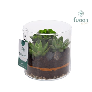 Glas Cilinder vaas met Succulenten