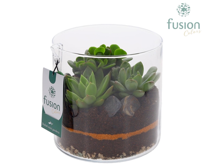 <h4>Glas Cilinder vaas met Succulenten</h4>