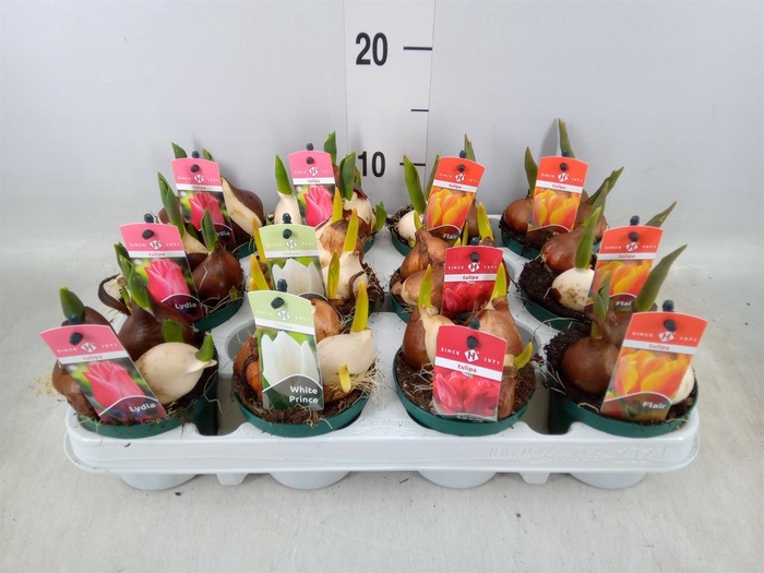 <h4>Tulipa ...mix 4</h4>