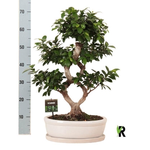 Ficus microcarpa 'Ginseng'