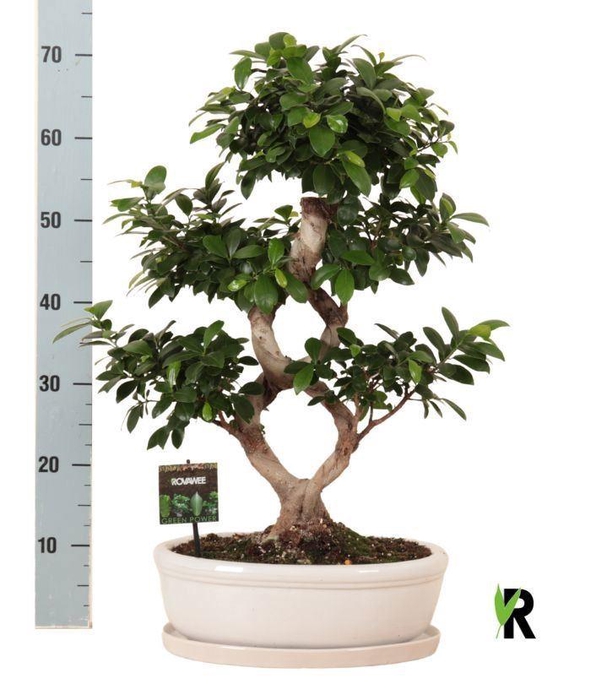 <h4>Ficus microcarpa 'Ginseng'</h4>