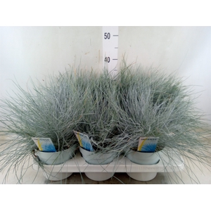Festuca glauca 'Intens Blue'